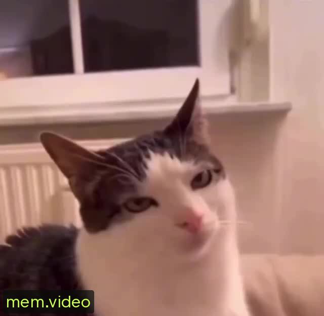 Кадр на 0:00