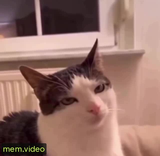 Кадр на 0:00