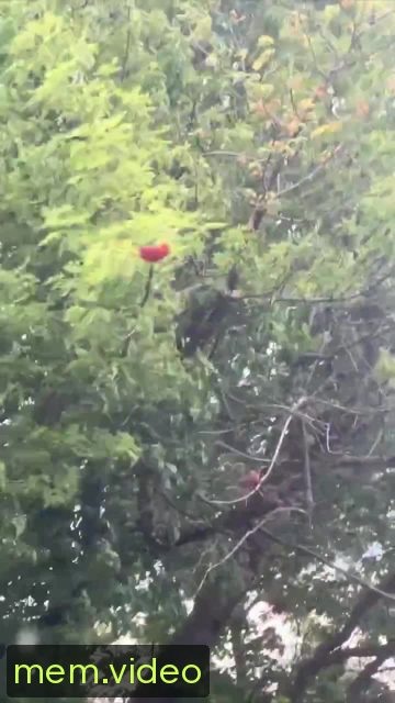 Кадр на 0:09
