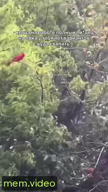 Кадр на 0:04