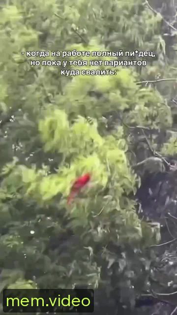 Кадр на 0:06