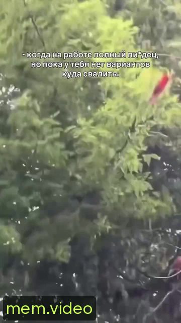 Кадр на 0:06