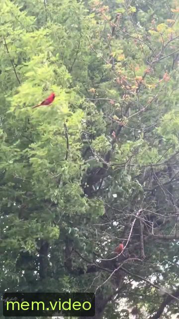 Кадр на 0:04