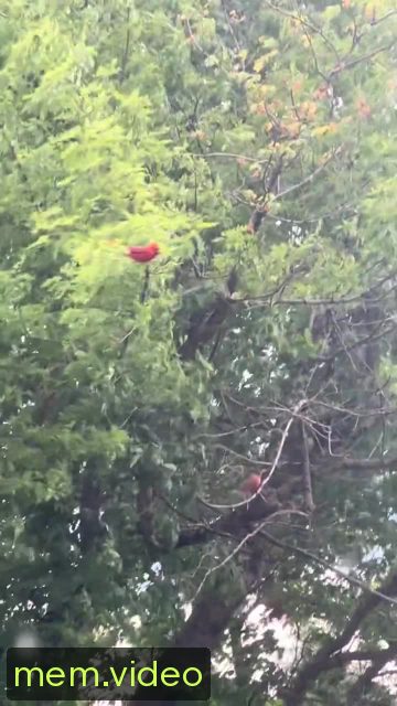 Кадр на 0:09