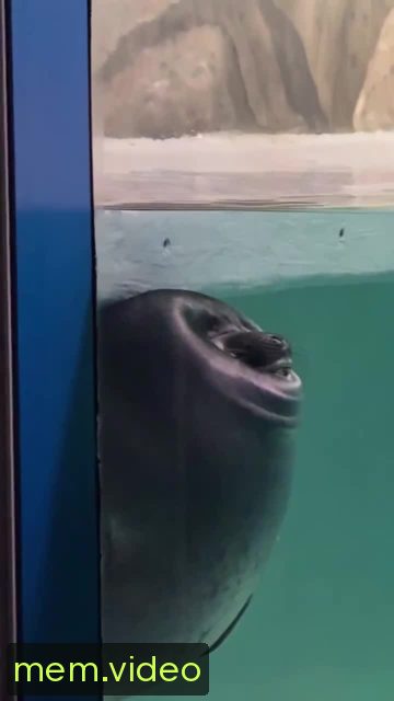 Кадр на 0:05