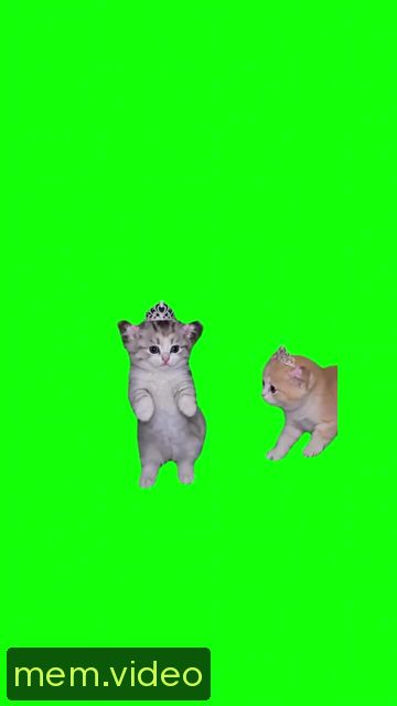 Кадр на 0:00
