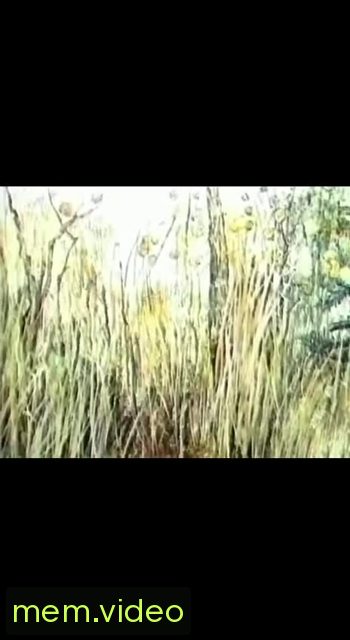 Кадр на 0:00