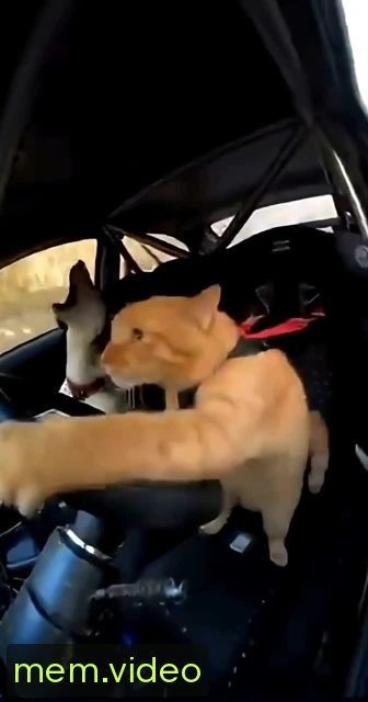 Кадр на 0:03