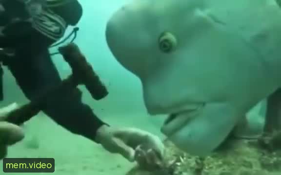 Кадр на 0:00