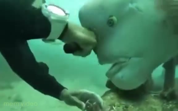 Кадр: Водолаз стучит молотком, а рыба мешает
