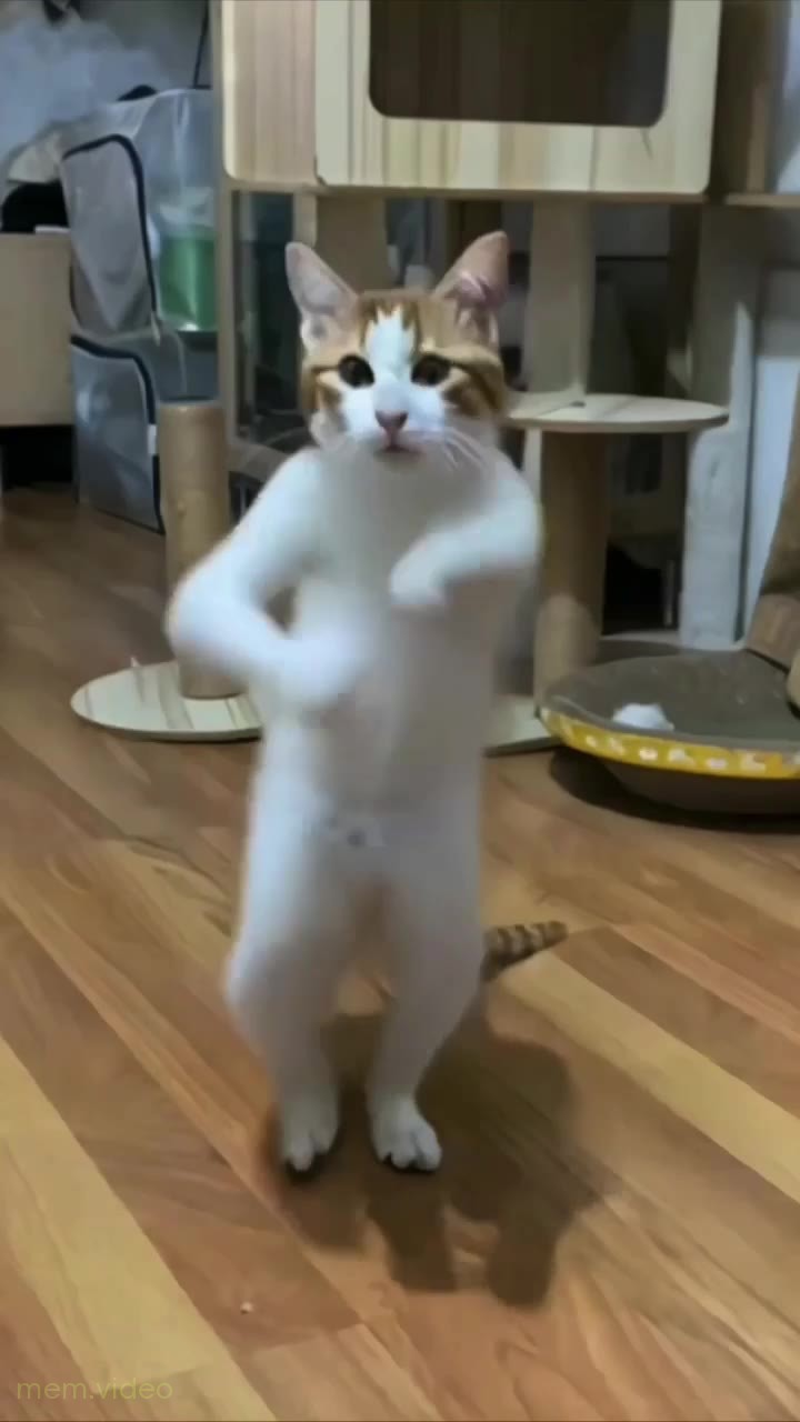 Кадр: Белый кот танцует Chipi Chipi Chapa Chapa