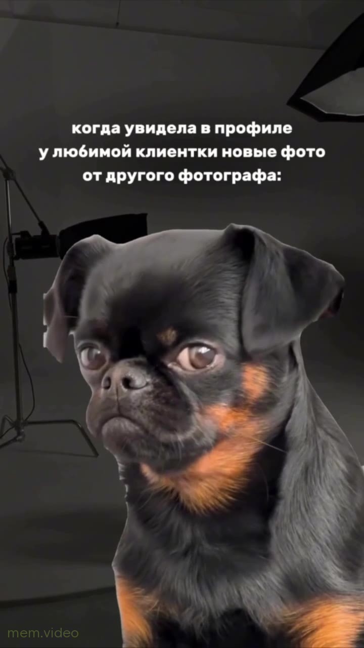 Кадр: Грустная собака моргает и зажмуривается
