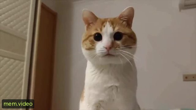 Кадр на 0:00