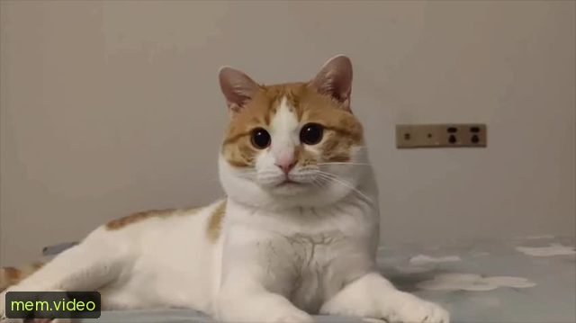 Кадр на 0:04