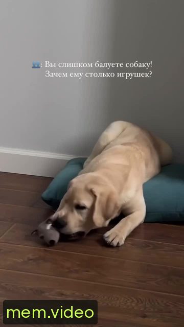 Кадр на 0:00