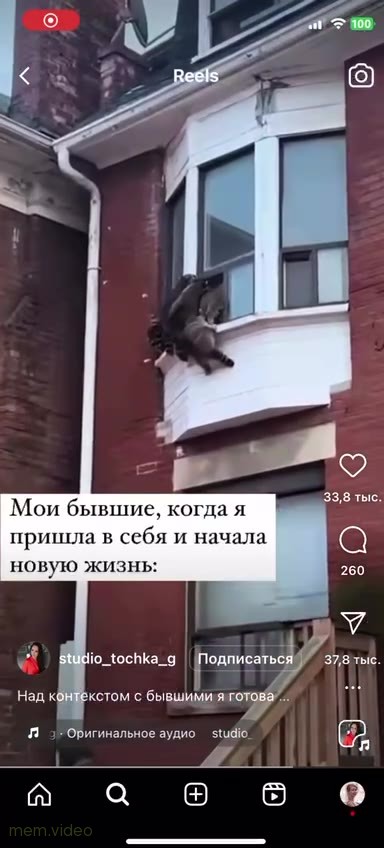 Кадр: Енот висит под окном на карнизе дома