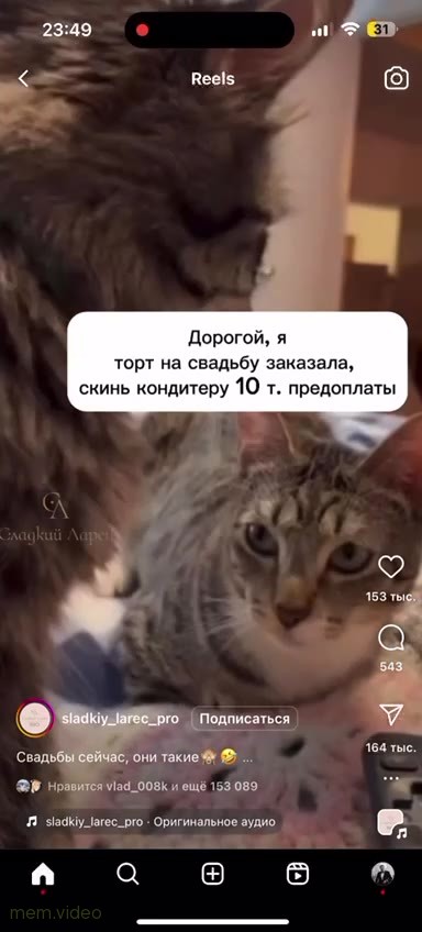 Кадр: Полосатый кот смотрит с недоумением и таращит глаза