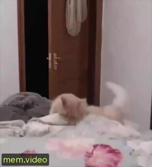 Кадр на 0:00