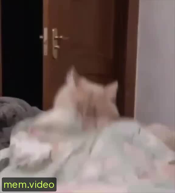 Кадр на 0:00