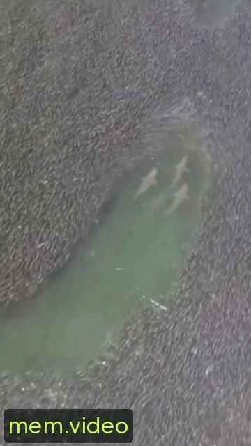 Кадр на 0:01