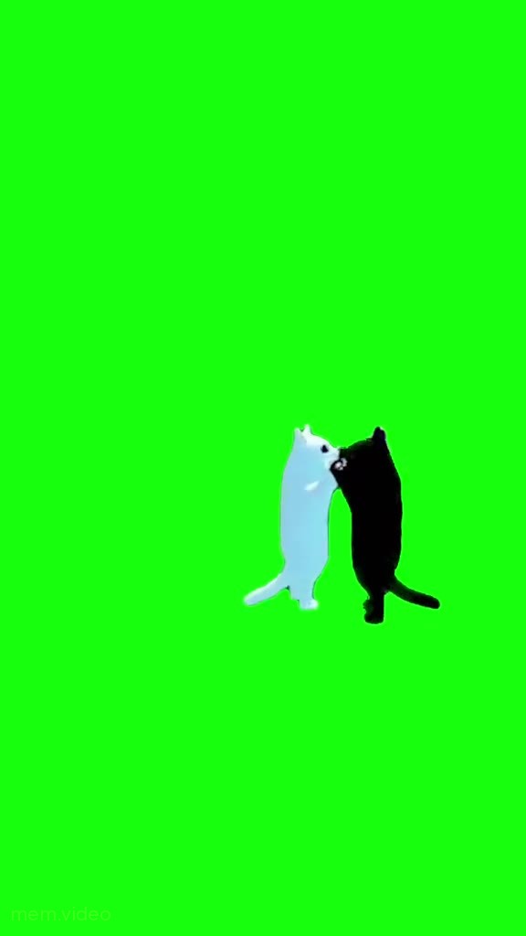 Кадр: Черный и белый кот танцуют на зеленом фоне