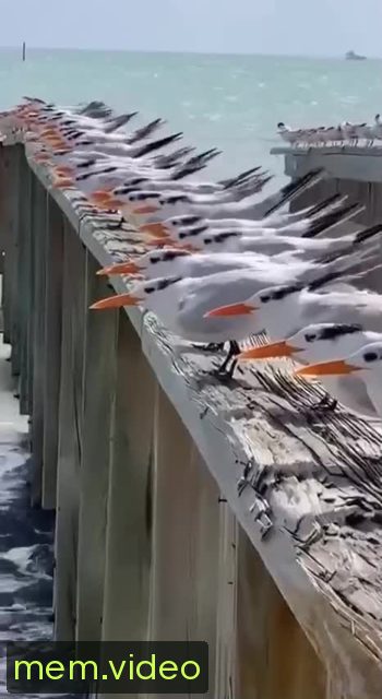 Кадр на 0:02