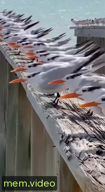Кадр на 0:04