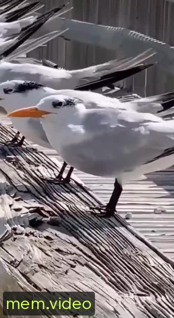 Кадр на 0:07