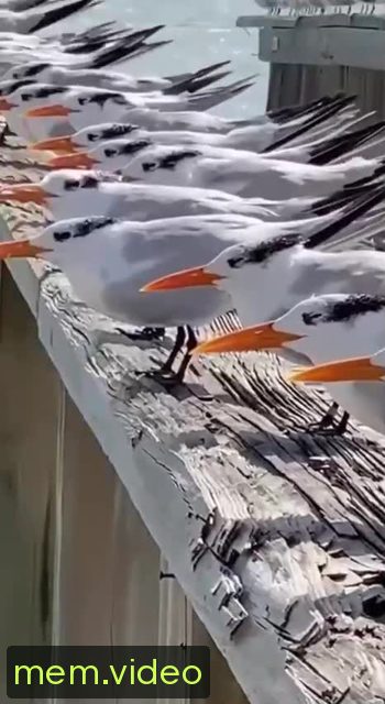 Кадр на 0:09