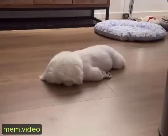 Кадр на 0:00