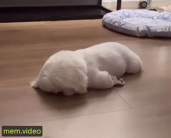 Кадр на 0:00