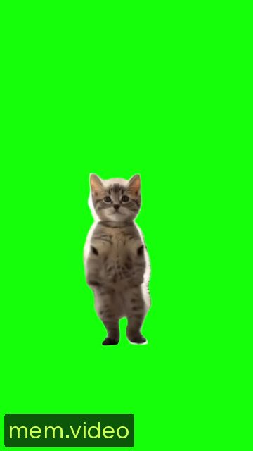Кадр на 0:00