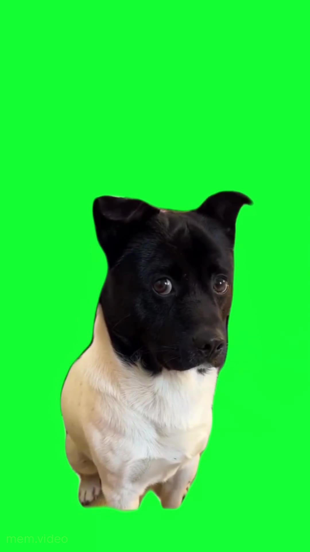Кадр: Черно-белая собака с черной мордой оглядывается
