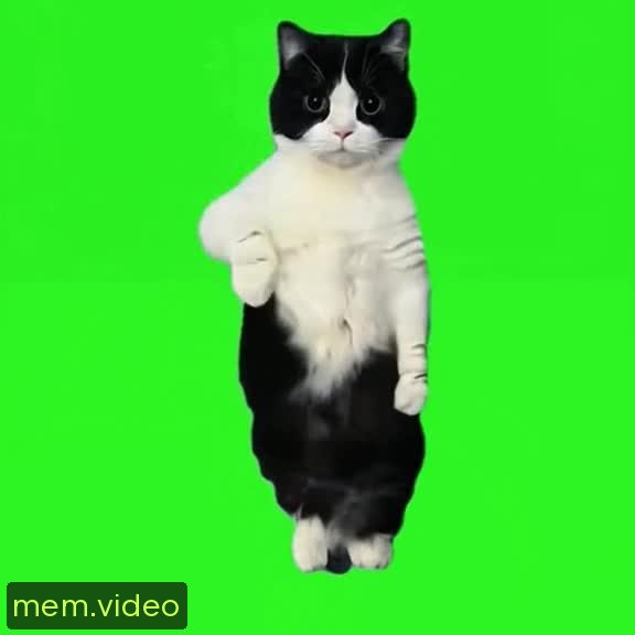 Кадр на 0:00