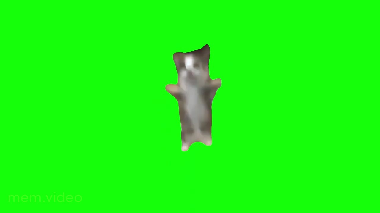 Кадр: happy happy happy cat — кот прыгает на зелёном фоне