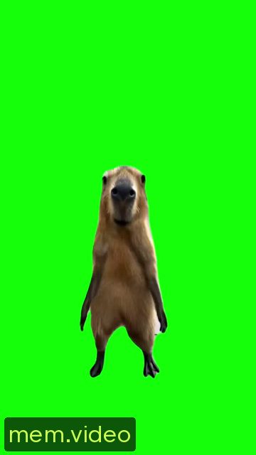 Кадр на 0:00